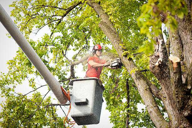 Lake Catherine, IL Tree Care Company
